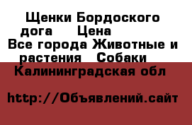 Щенки Бордоского дога.  › Цена ­ 30 000 - Все города Животные и растения » Собаки   . Калининградская обл.